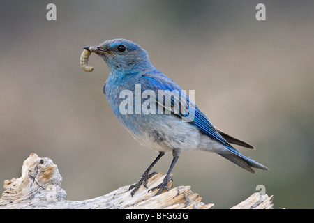 Mountain Bluebird (Sialia Currucoides), mit Beakful von Insekten auf Colorado Bristlecone Kiefer (Pinus Aristata), männliche Mount G Stockfoto