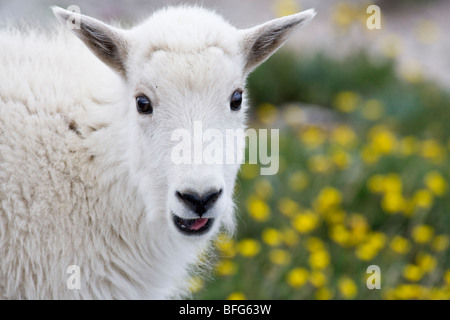 Bergziege (Oreamnos Americanus), Kind, Mount Evans Wilderness Area, Colorado, USA. Stockfoto