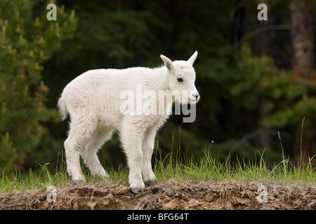 Bergziege (Oreamnos Americanus), Kind, Jasper Nationalpark, Alberta, Kanada. Stockfoto