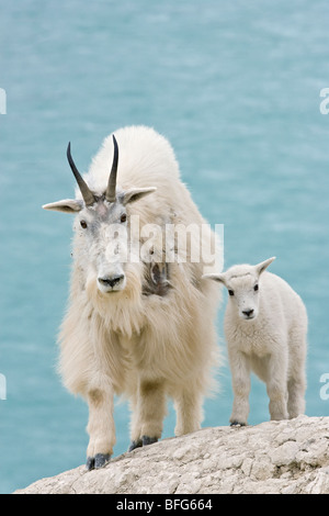 Bergziege (Oreamnos Americanus) Kindermädchen und Kind mit Blick auf Athabasca River Jasper Nationalpark Alberta Canada.The gezeigt Kindermädchen ist s Stockfoto