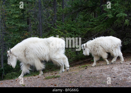 Bergziege (Oreamnos Americanus), Kindermädchen Anad Jährling, Jasper Nationalpark, Alberta, Kanada. Stockfoto