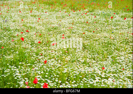 Wiese mit bunten Blumen wie Mohn und Margeriten | Wiese Mit Farbenfrohen Blumen Und Kräutern Stockfoto