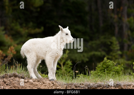 Bergziege (Oreamnos Americanus), Kind, Jasper Nationalpark, Alberta, Kanada. Stockfoto