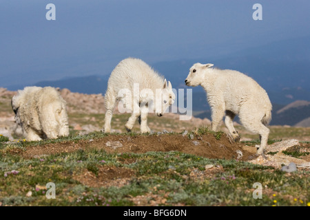 Bergziege (Oreamnos Americanus), Kindermädchen und Kinder spielen, Mount Evans Wilderness Area, Colorado, USA. Stockfoto