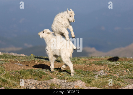 Bergziege (Oreamnos Americanus), Kinder spielen, Mount Evans Wilderness Area, Colorado, USA. Stockfoto