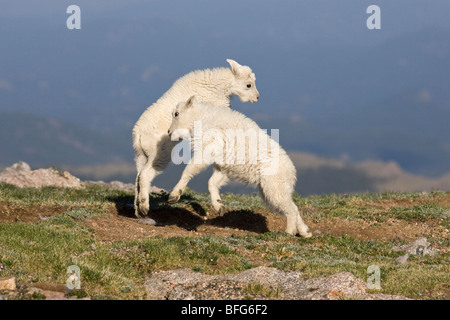 Bergziege (Oreamnos Americanus), Kinder spielen, Mount Evans Wilderness Area, Colorado, USA. Stockfoto