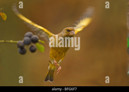 Grünfink Zuchtjahr Chloris in Flug Aktion, angrenzend an Schlehe Busch mit Schlehen, klare Hintergrund. Stockfoto