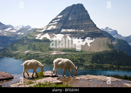 Bergziege (Oreamnos Americanus) Nanny und Jährling mit Blick auf verborgenen See und Bearhat Berg Glacier National Park Montan Stockfoto