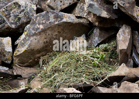 Amerikanische Pika (Ochotona Princeps) in einem Heuhaufen Kananaskis Country Alberta Kanada. Pikas trocken zu sammeln und speichern eine Vielzahl von plan Stockfoto