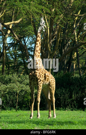 Giraffe, die Blätter zu essen Stockfoto