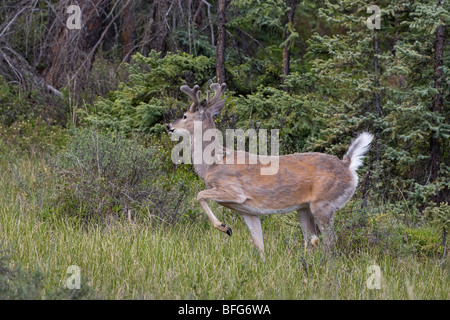 Weiß - angebundene Rotwild (Odocoileus Virginianus) buck mit angehobenen Schweif als Alarmsignal Jasper Nationalpark Alberta. Dieses Geld wird wachsen Stockfoto