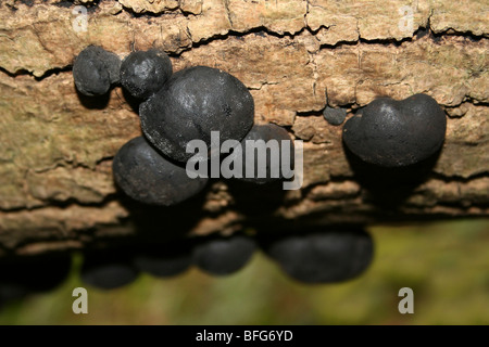 Reifen Sie King Alfred Kuchen Pilze Daldinia Concentrica wächst auf A Baum an Leighton Moss RSPB Reserve, Lancashire, UK Stockfoto