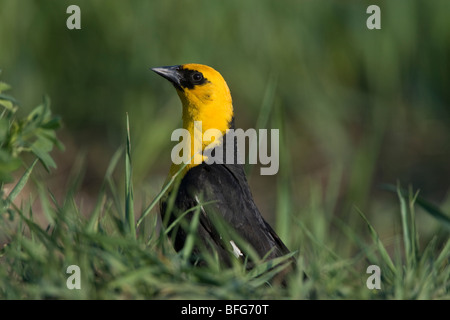 Gelb-vorangegangene Amsel (Xanthocephalus Xanthocephalus), Männlich, Scout Island, Williams Lake, British Columbia. Stockfoto