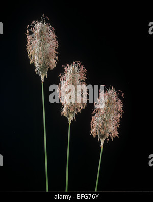 Wiese Fuchsschwanz (Alopecurus Pratensis) Rasen Blume Spitzen Stockfoto