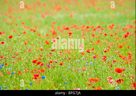 Wiese mit bunten Blumen wie Mohn und Kornblumen | Wiese Mit Farbenfrohen Blumen Und Kräutern Stockfoto