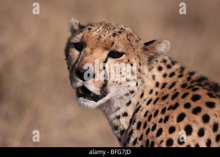 Gepard Acinonyx Jubatus in Masai Mara Kenia Stockfoto
