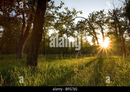 Sonnenuntergang in Carburn Park, Calgary Alberta Stockfoto