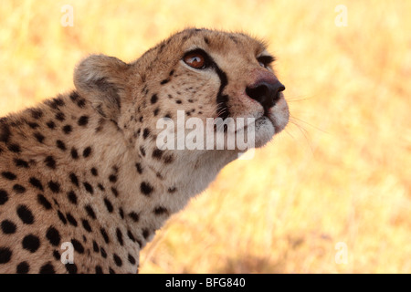 Gepard Acinonyx Jubatus in Masai Mara Kenia Stockfoto