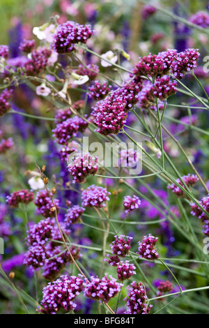 Verbena Rigida Stockfoto