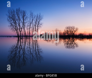 Bäume spiegeln sich im Frühling Flut Wasser Verlegung auf den Gebieten der ländlichen Grand Bend, Ontario, Kanada Stockfoto