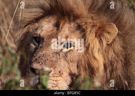Nahaufnahme des männlichen afrikanischen Löwen Panthera Leo in Masai Mara Kenia Stockfoto