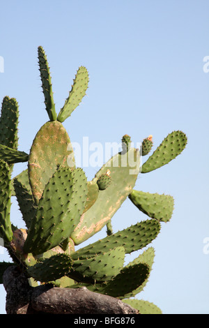 Ein Feigenkaktus auf El Hierro-Kanarische Inseln-Spanien Stockfoto