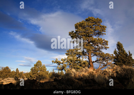 Eine alte alte Wachstum Wacholder in die Badlands Wilderness Area in der Nähe von Bend, Oregon Stockfoto