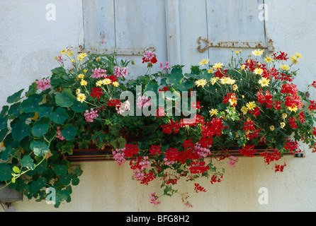 Nahaufnahme von roten Geranien und gelben Margeriten in Fenster-Box am Fenster mit blassen blauen Fensterläden aus Holz Stockfoto