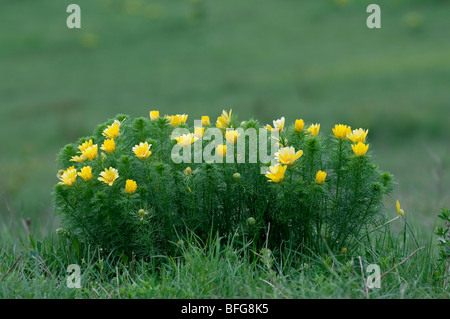 Frühlings Adonisröschen (Adonis Vernalis) - Feder Fasane s Auge aus Europa (Österreich) Stockfoto