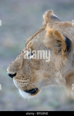 Männliche African Lion, Panthera Leo.  Masai Mara National Reserve, Kenia. Stockfoto