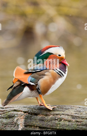 Männliche Mandarinente (Aix Galericulata) - männliche Mandarinente Stockfoto