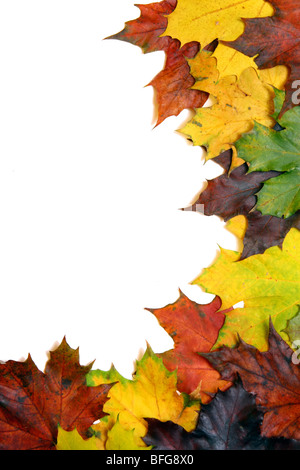 Ahorn-Blätter in der Ecke Stockfoto