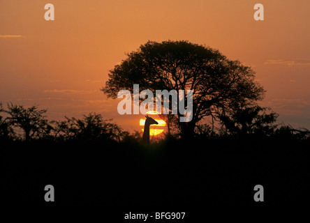 Eine Giraffe feeds bei Sonnenuntergang von einer Akazie in den Ebenen des Krüger Nationalparks in Südafrika Stockfoto