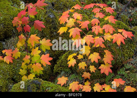 Rebe Ahorn fließt über alte Lavafelsen im Oktober Herbst in der Cascade Mountains of Oregon. Stockfoto