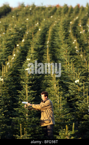 Reihen von Nordman und edle Tanne Bäume wachsen auf einem Bauernhof im Nordosten Schottlands bereit für den Verkauf als Weihnachtsbäume gefällt werden Stockfoto