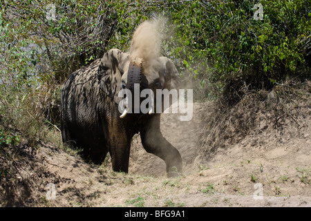 Afrikanischer Elefant, Loxodonta Africana, Klettern auf das Flussufer. Masai Mara National Reserve, Kenia. Stockfoto