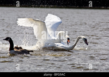 Dominierende erwachsenen männlichen Höckerschwan sein Territorium zu schützen, von einem jungen männlichen Höckerschwan Stockfoto