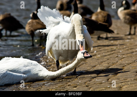 Dominierende erwachsenen männlichen Höckerschwan sein Territorium zu schützen, von einem jungen männlichen Höckerschwan Stockfoto