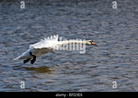 Erwachsene männliche Maiskolben oder weiblichen Stift Höckerschwan Stockfoto