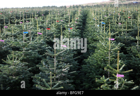 Reihen von Nordman und edle Tanne Bäume wachsen auf einem Bauernhof im Nordosten Schottlands bereit für den Verkauf als Weihnachtsbäume gefällt werden Stockfoto