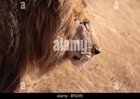 Nahaufnahme des männlichen afrikanischen Löwen Panthera Leo in Masai Mara Kenia Stockfoto