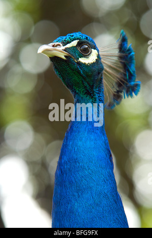 Pfau-Porträt Stockfoto