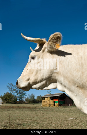 Blonde d ' Aquitaine-Kuh in Frankreich Stockfoto