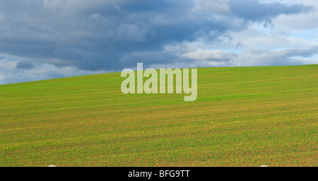 Neu gesäten Feld der Wintergerste gegen eine stürmische Wolke Stockfoto