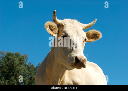 Blonde d ' Aquitaine-Kuh in Frankreich Stockfoto