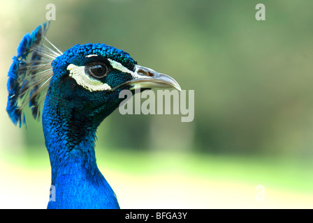 Seite Ansicht Bildniss eines indischen Pfau Stockfoto