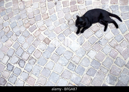 schwarze Katze liegend in einer Kopfsteinpflaster-Straße Stockfoto