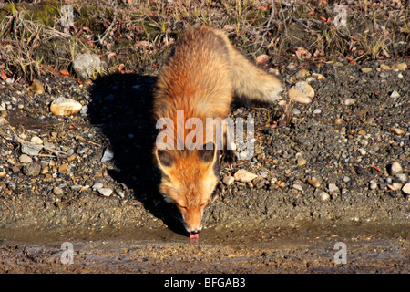 Rotfuchs, nehmen einen Schluck Wasser im Denali Nationalpark, Alaska.  Frühling-Ablauf bietet einen kühlen drink