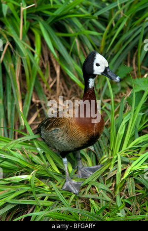 White-faced pfeifende Ente stehend auf dem Rasen Stockfoto