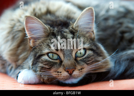 Tabby Katze Blick in die Kamera Stockfoto